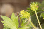 Smallflower buttercup